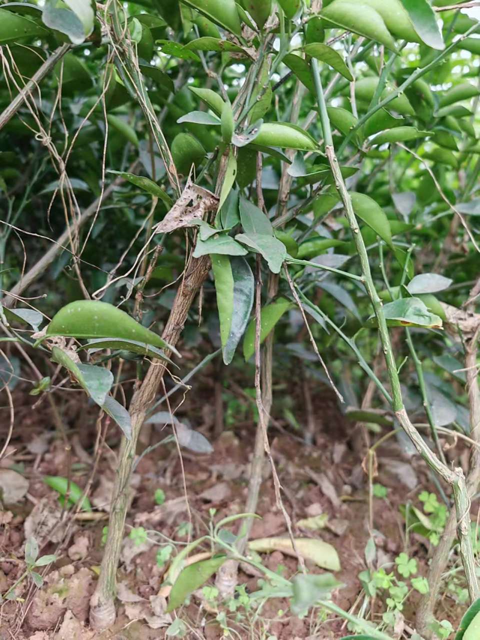 贵阳枳壳苗批发