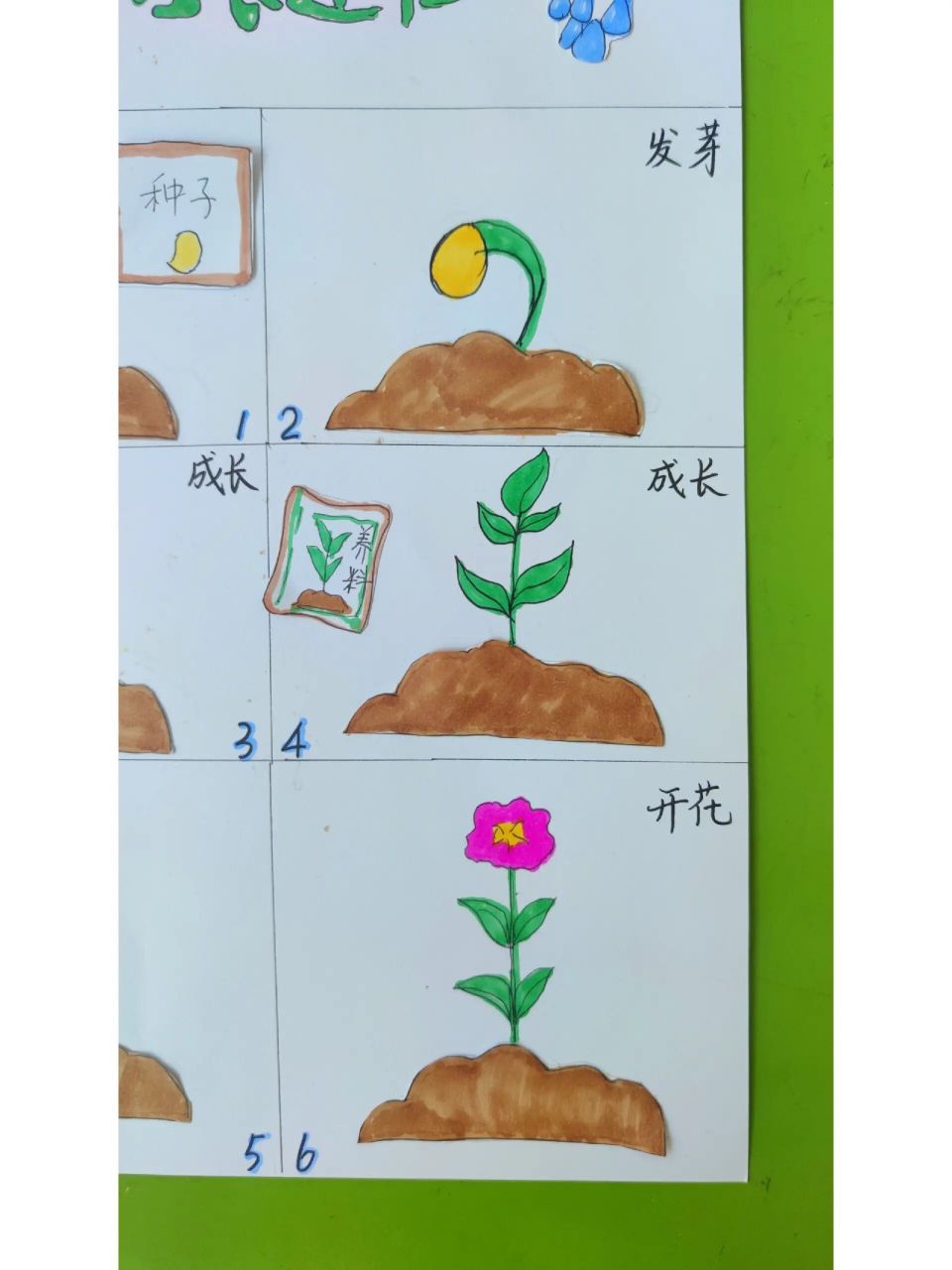 花朵种子的生长过程 绘画