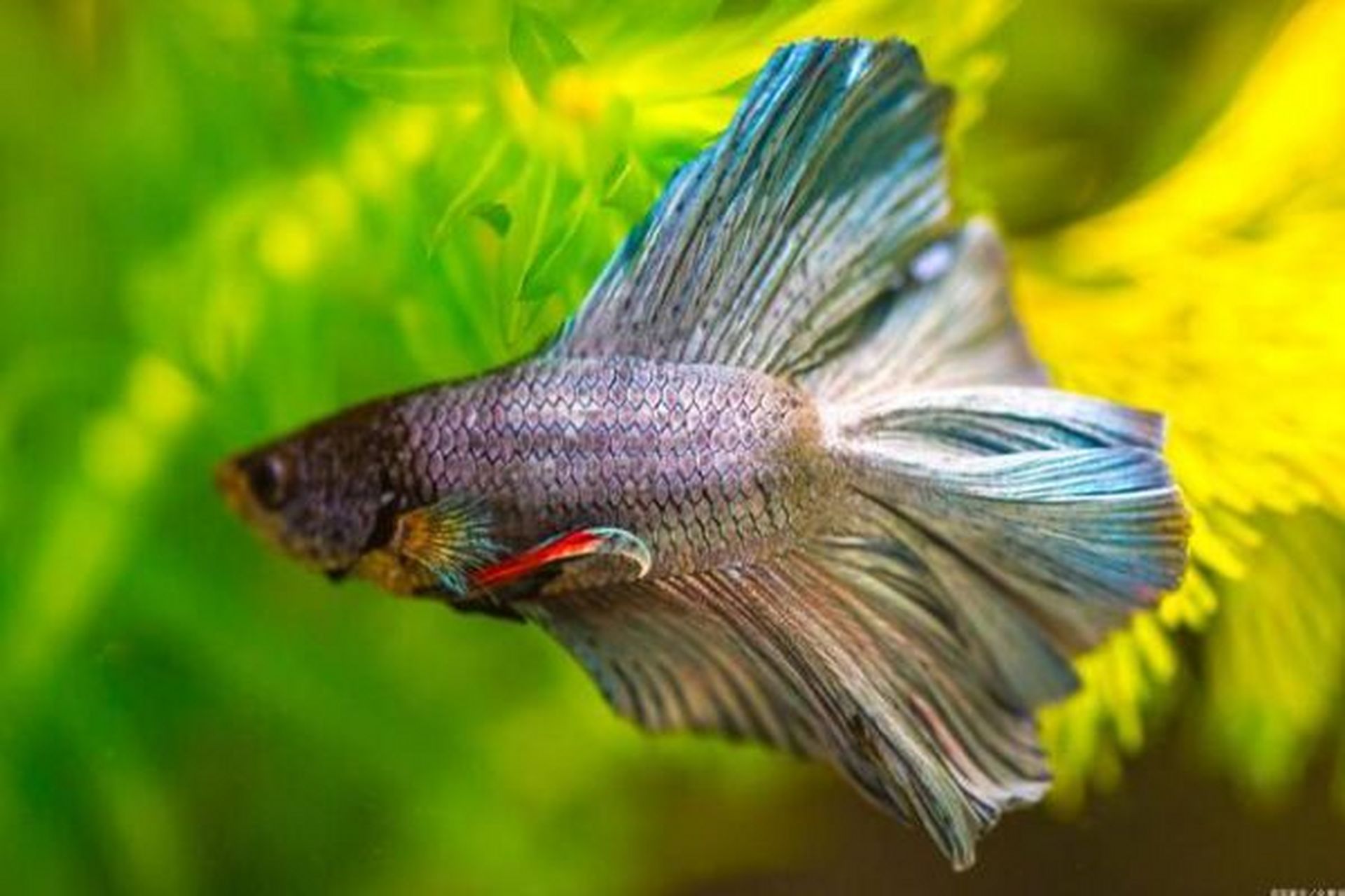 喜欢养鱼的朋友可以一起来