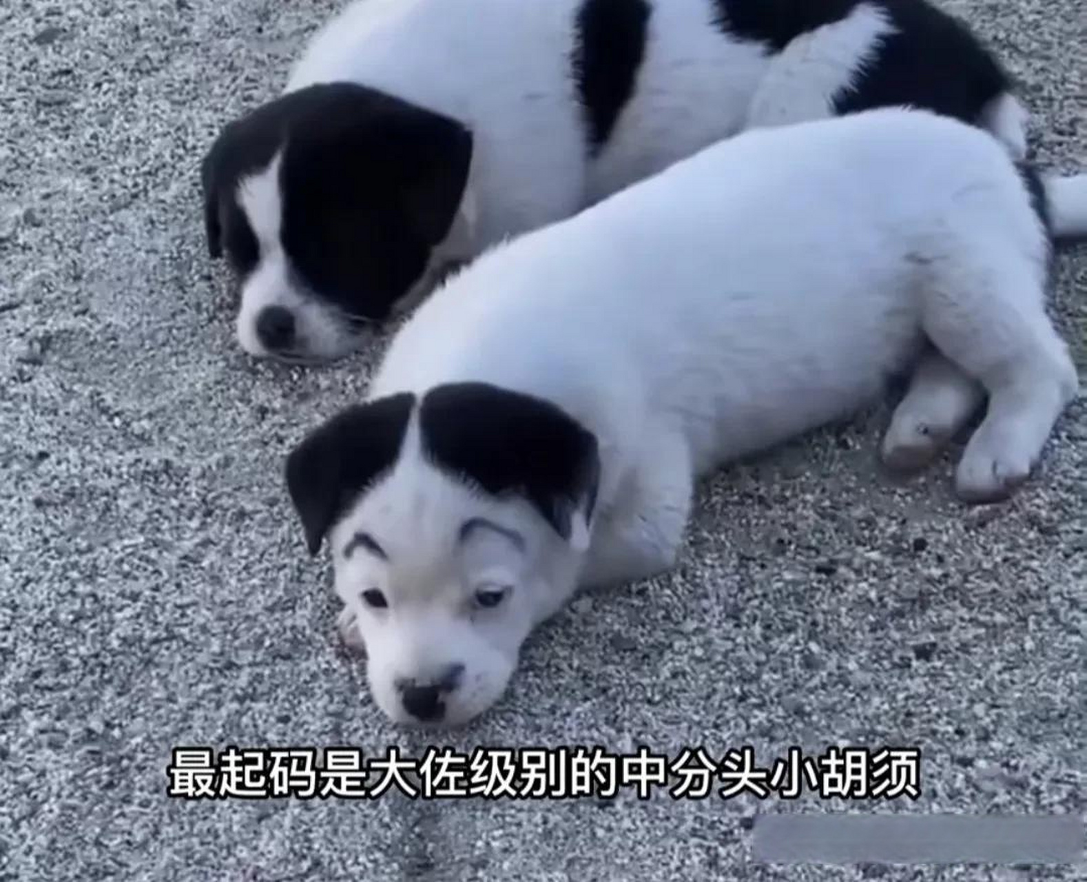 串狗就像是在开盲盒,怎么串出来坤哥了?