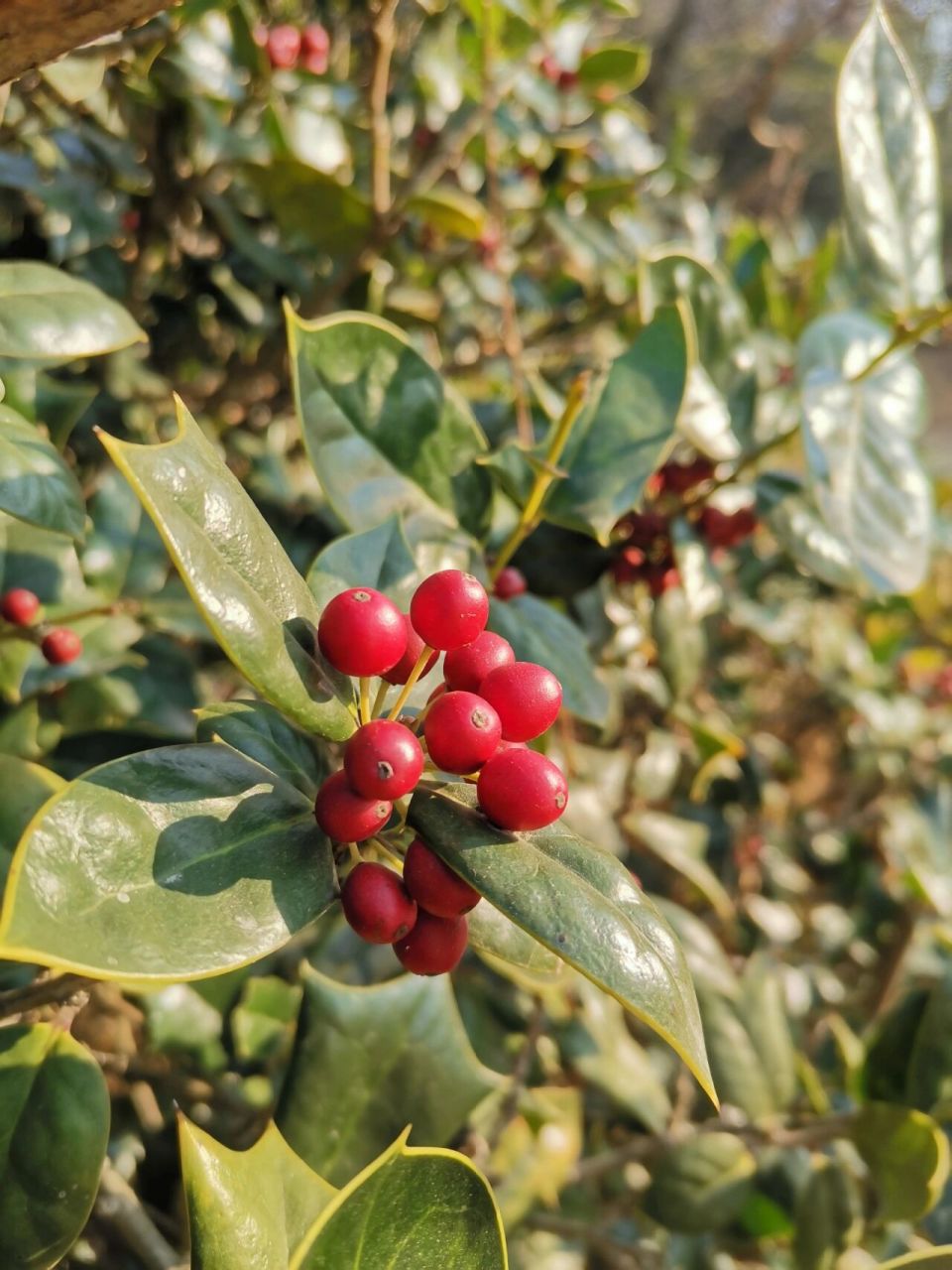 红果果实 果实非常像,但叶子不同,搜图叶子形状比较特别的是枸骨,后面