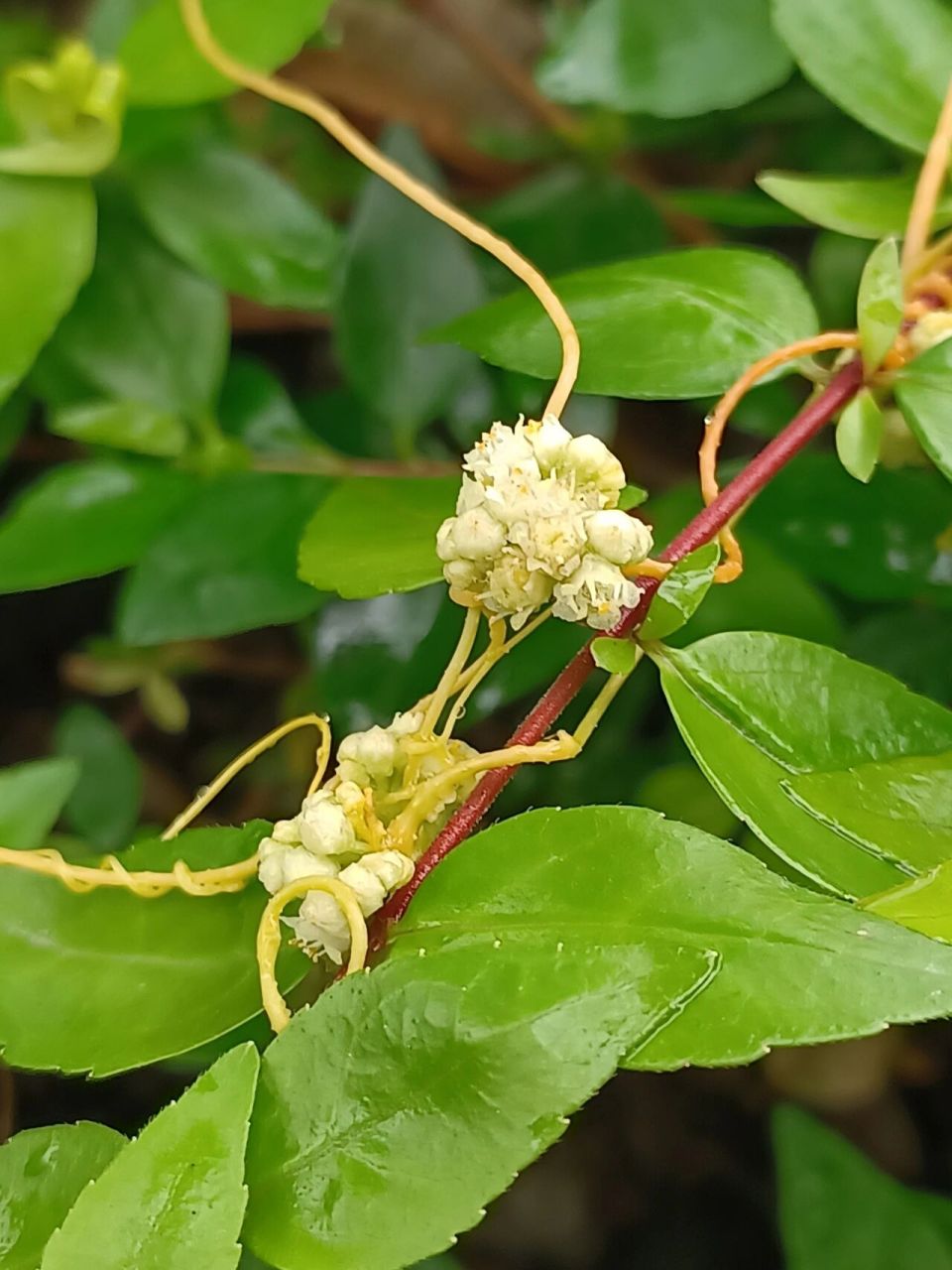 菟丝花长什么样图图片