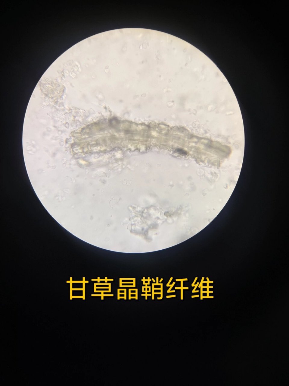 人参 甘草粉末鉴别特征 人参 淡黄白色,树脂道碎片易见,含黄色块状