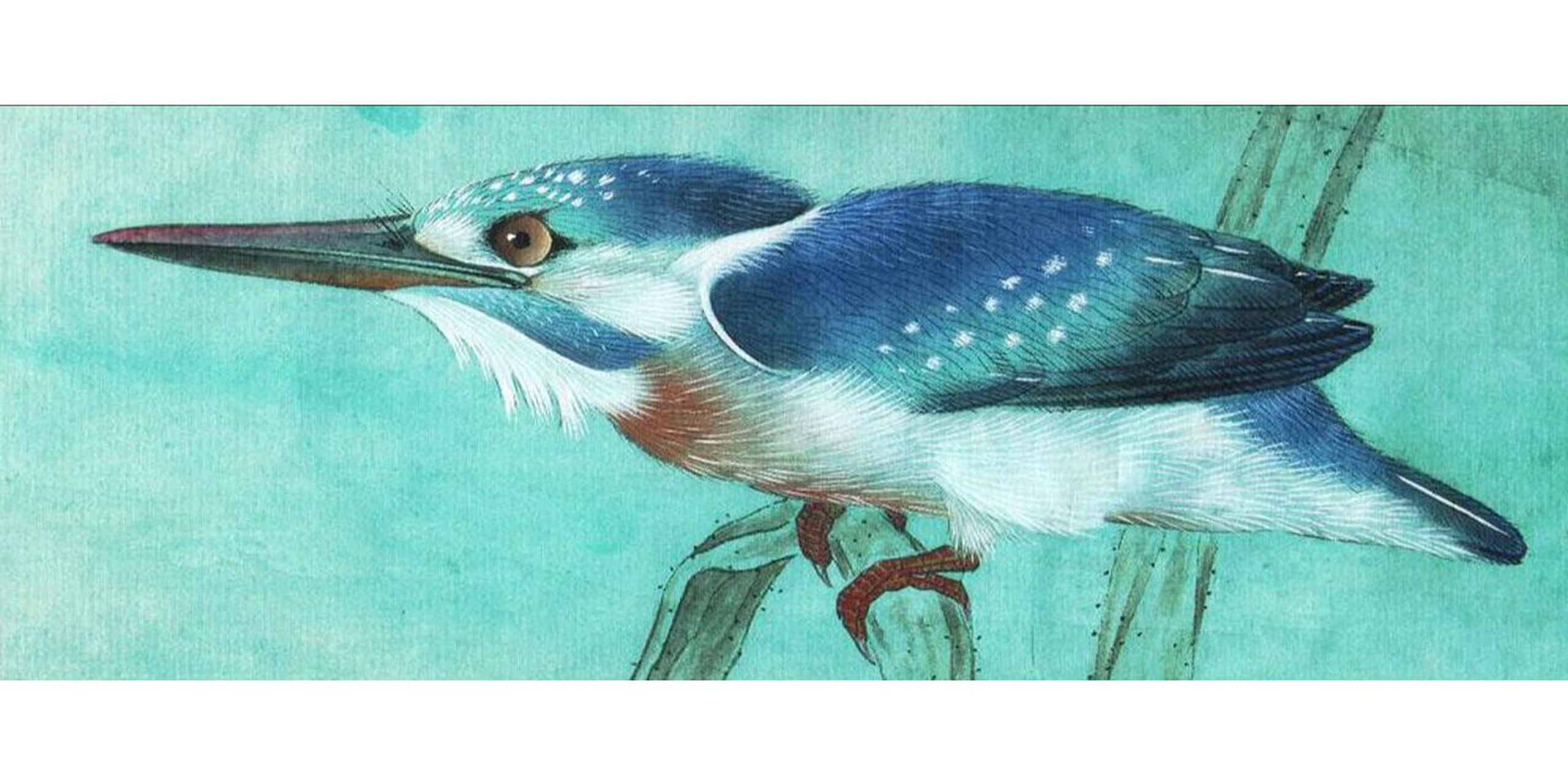 工笔画步骤分享(鸟类设色步骤——翠鸟) 概述:闪蓝翠鸟,身长16 cm