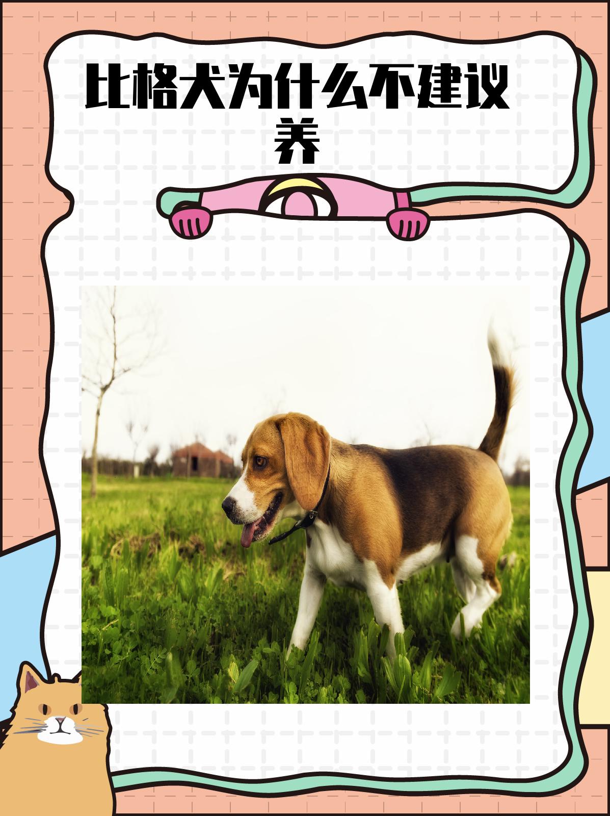 比格犬为什么不建议养 虽然比格犬具有很多优点,但由于其养护难度高