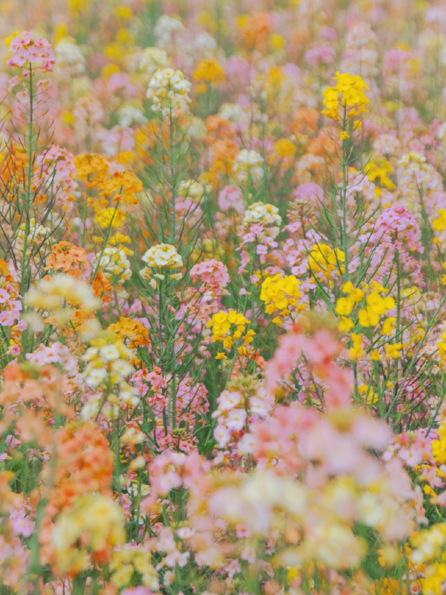 杭州七彩油菜花
