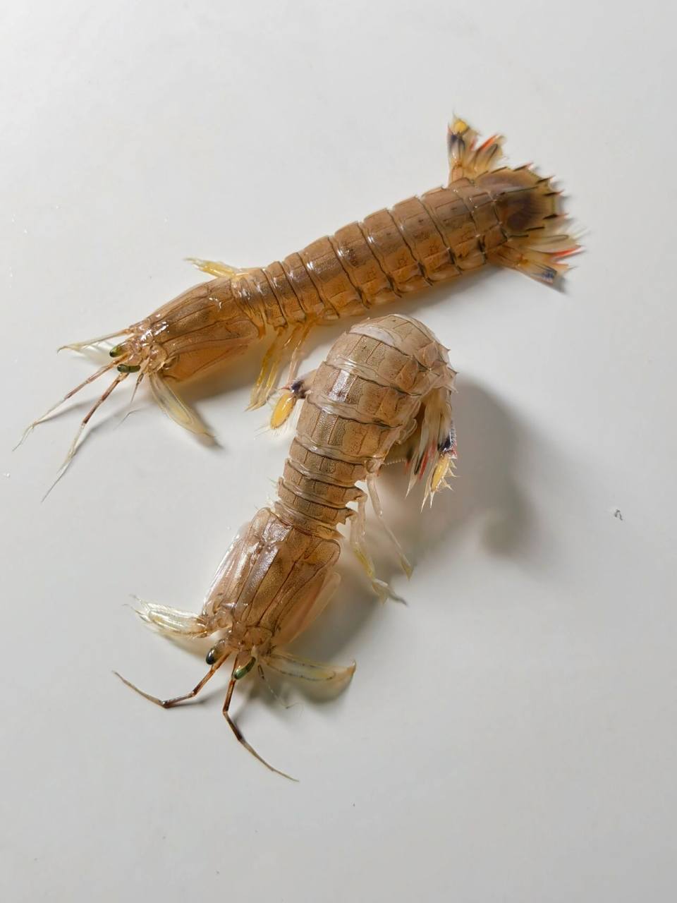 美术生绘画素材|可爱的皮皮虾