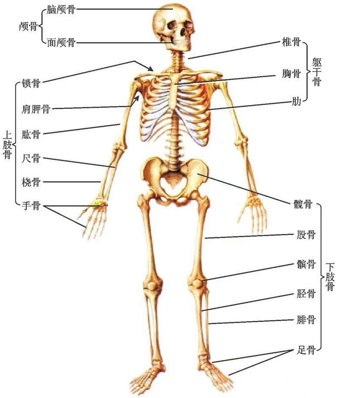 【冷知识:人体最大和最小的骨头】成人一共有206块骨头,其中大腿骨