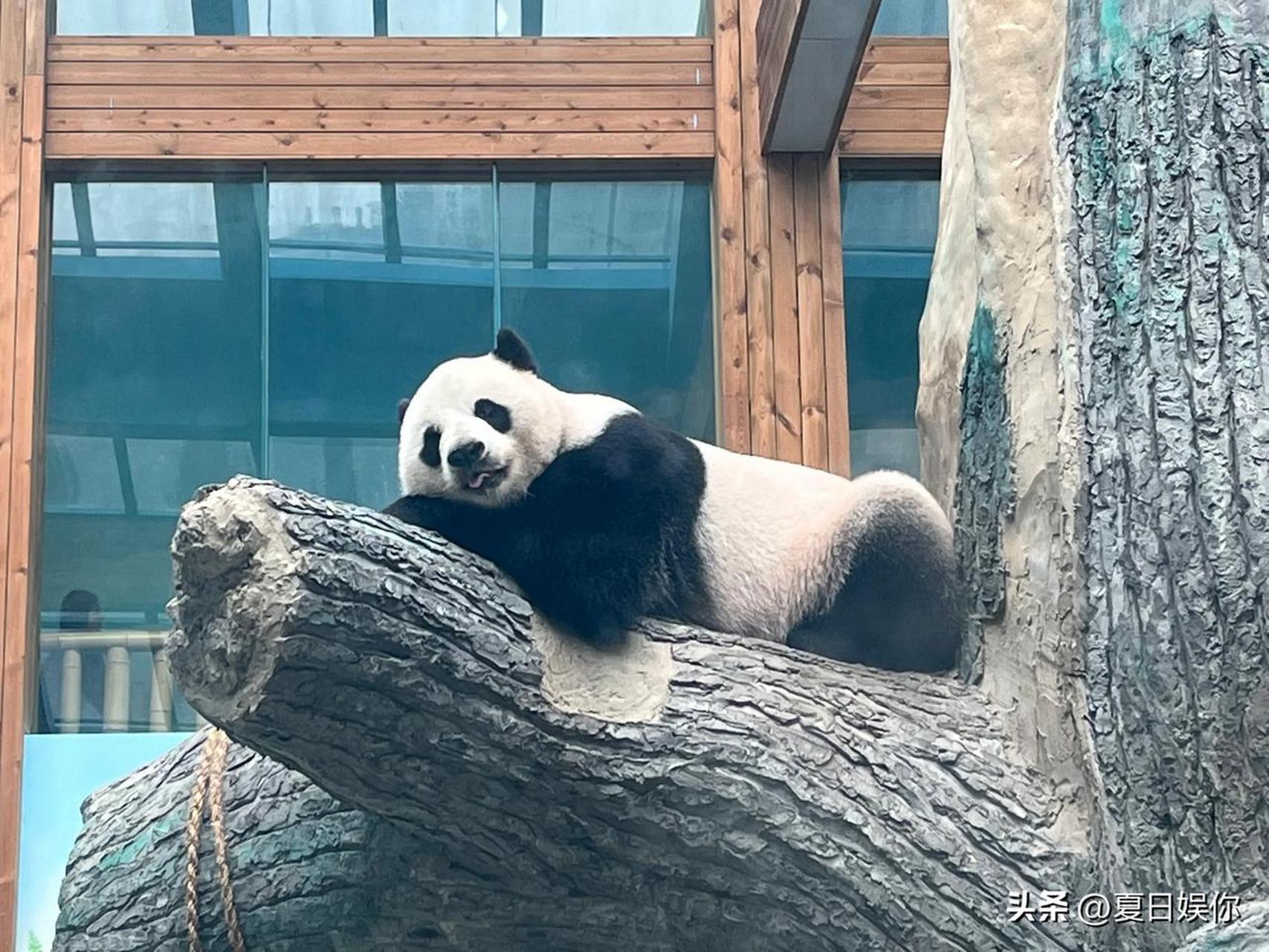 想不到吧,神农架竟然有大熊猫可以看!