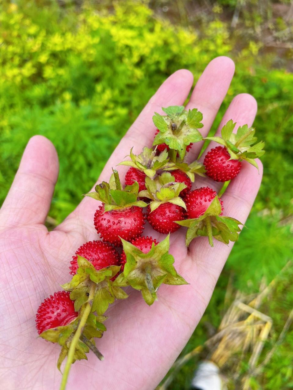 这种野生草莓你们吃过吗?