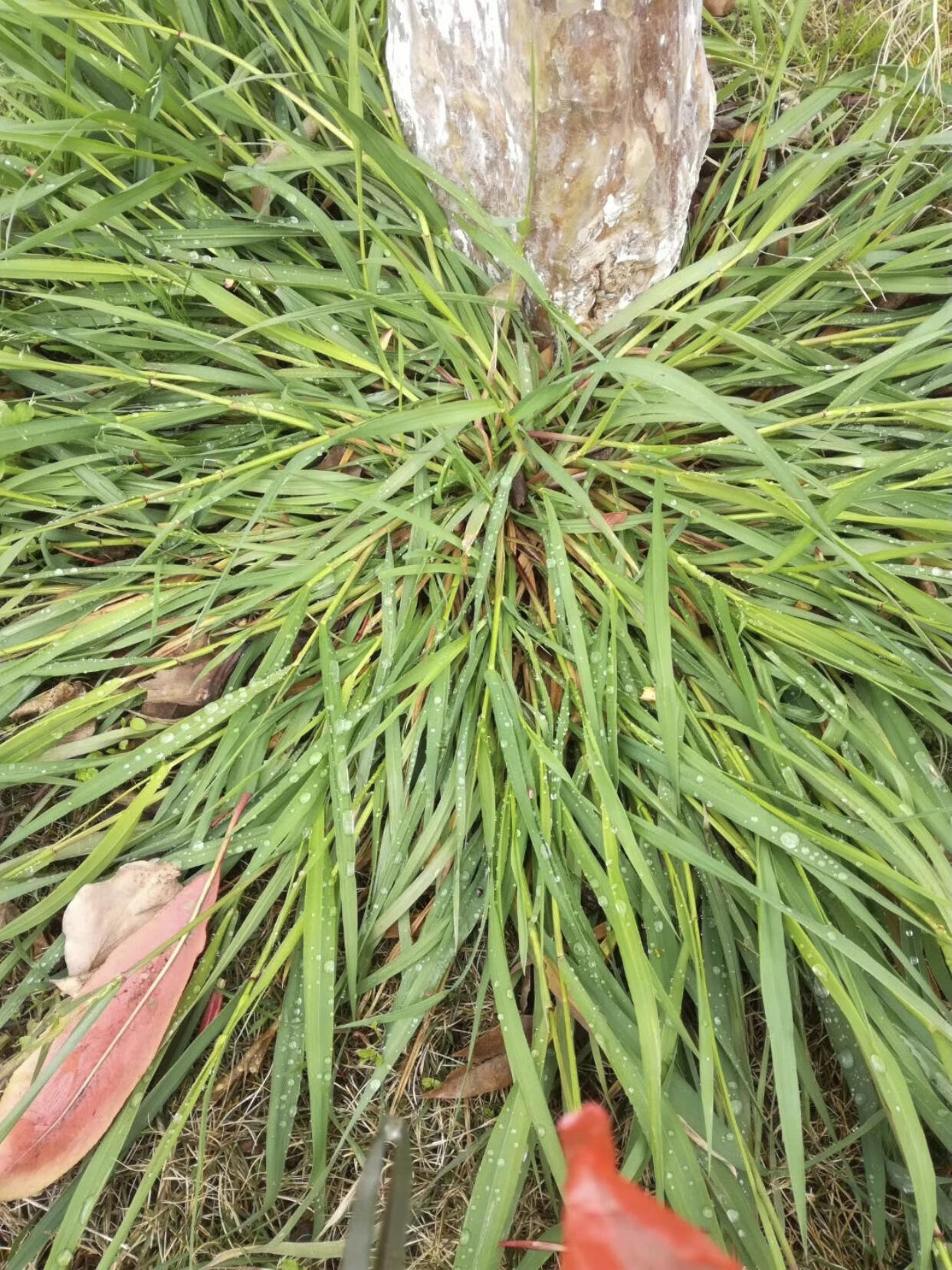 苏州浆麦草汁青团制作