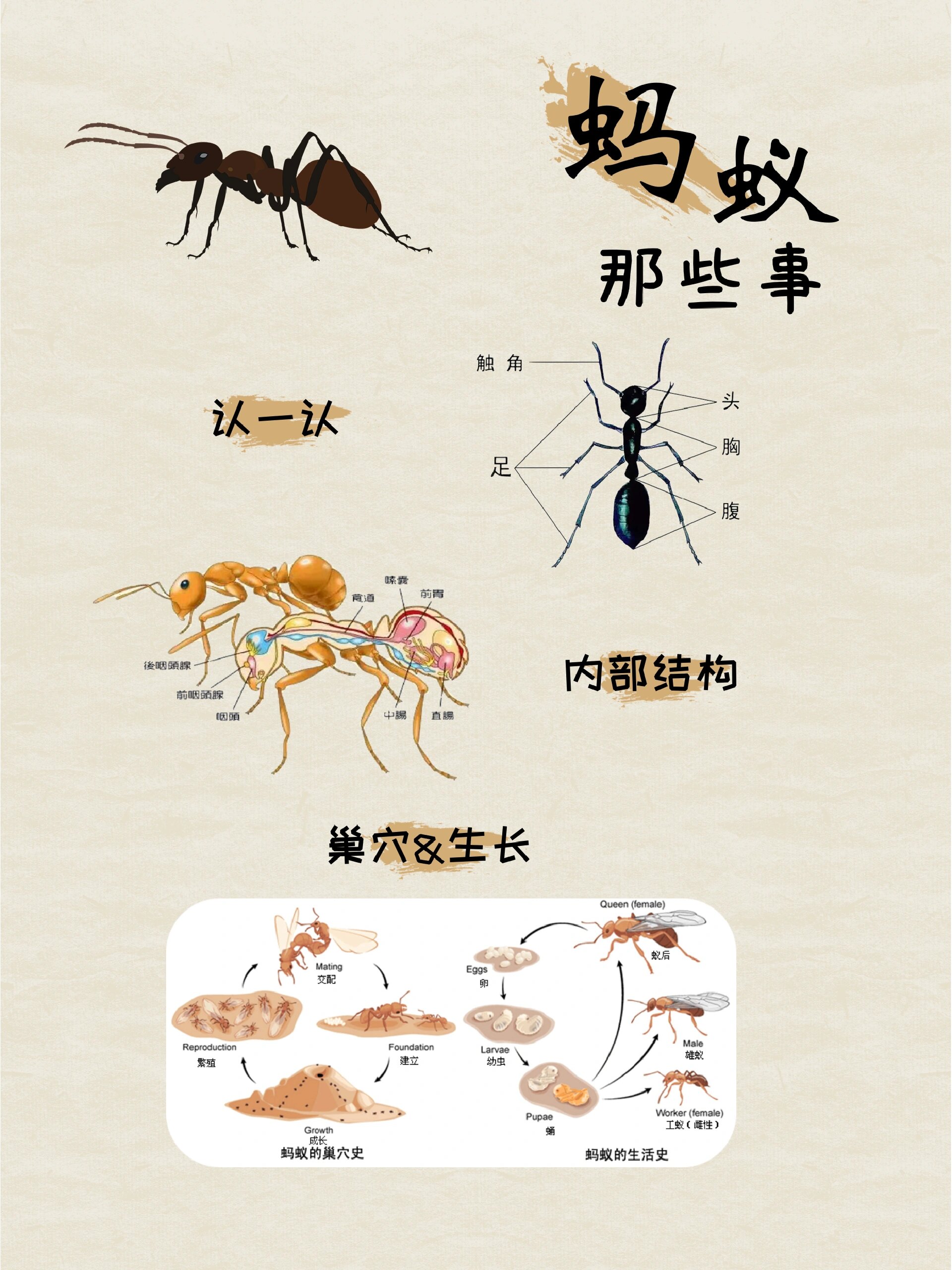 给孩子的自然科普 大地的精灵