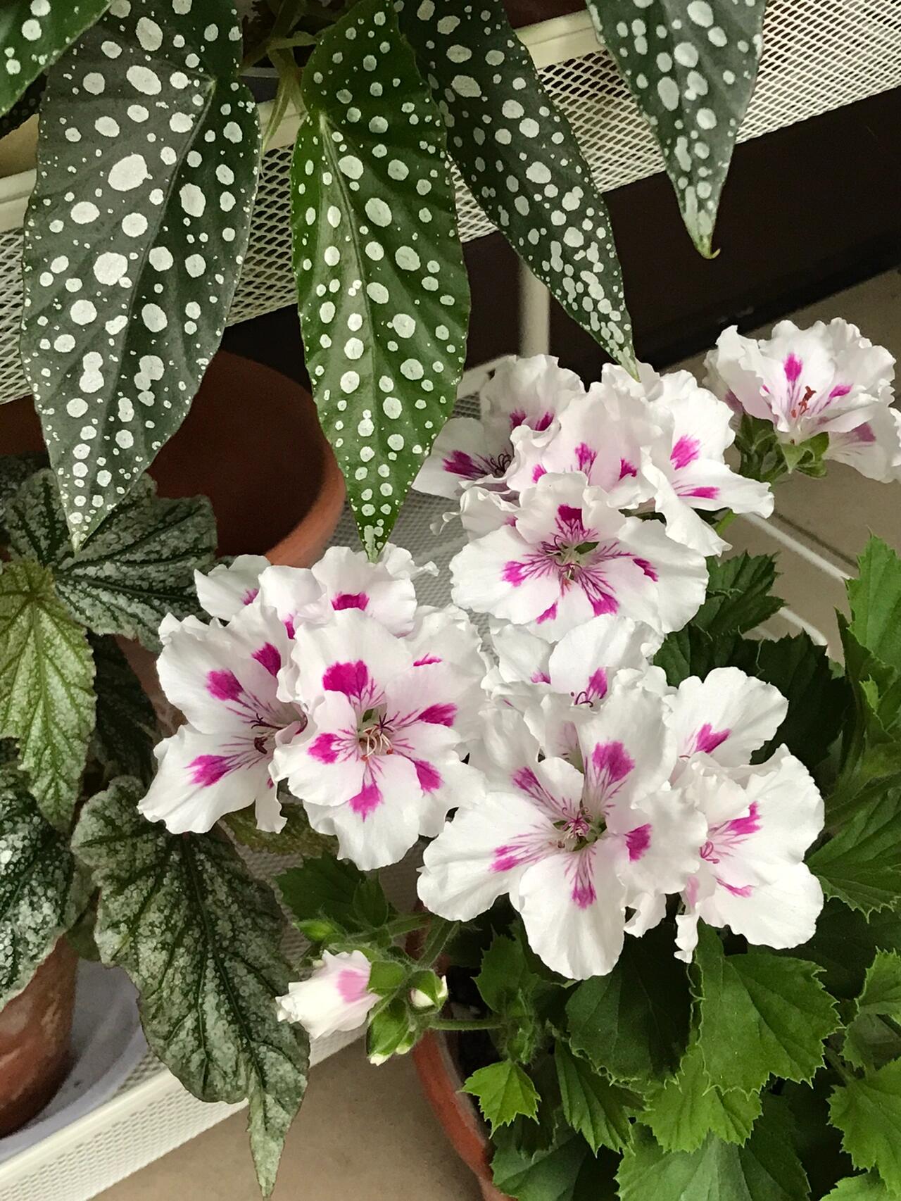 大花天竺葵托尼和王族