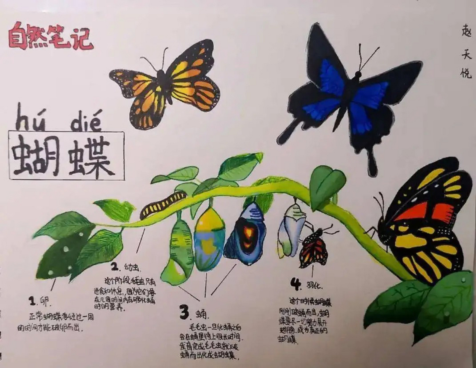 自然观察笔记|认识自然的绝妙方式 自然观察笔记|认识自然的绝妙方式