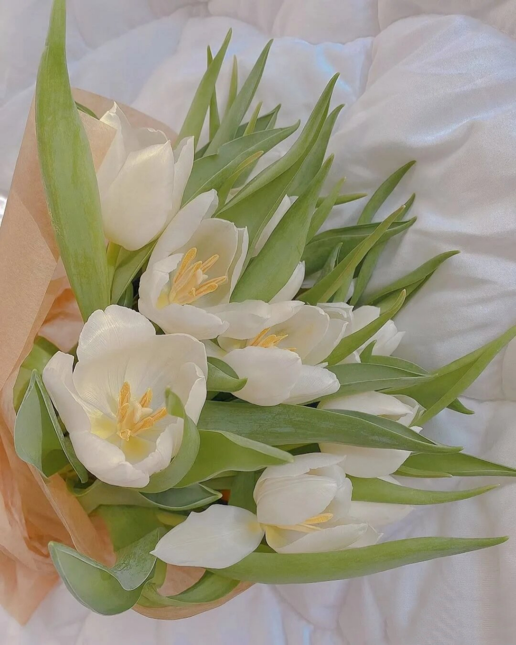 郁金香丨ins风壁纸