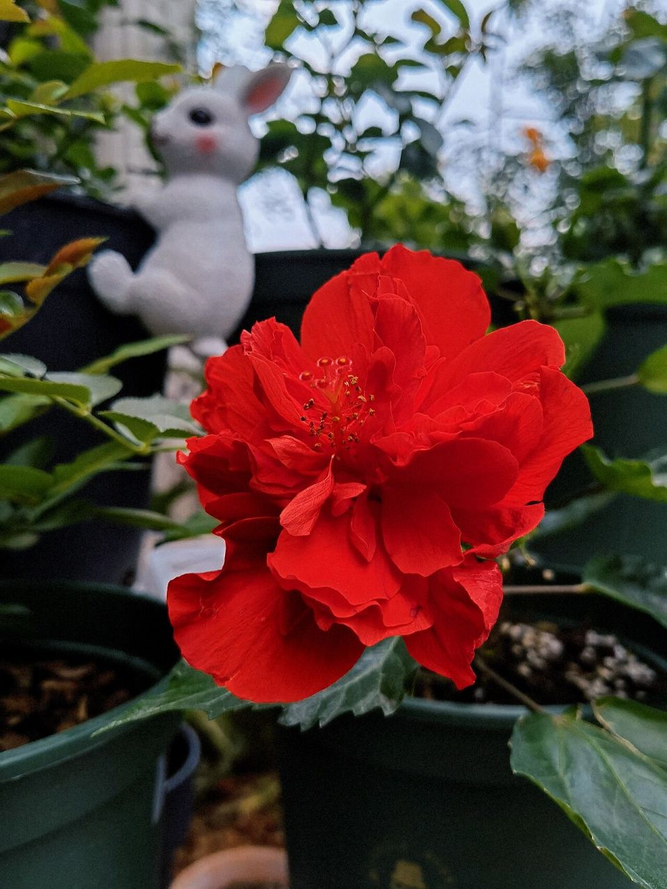 丹麦木槿红色重瓣开出的第一朵花——正红  丹麦木槿第一次养,美得太