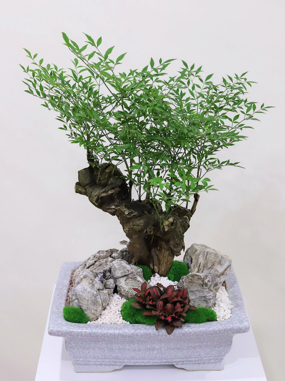 盆景分享 | 南天竹盆景 南天竹盆景,清秀俊逸,侘寂之美.