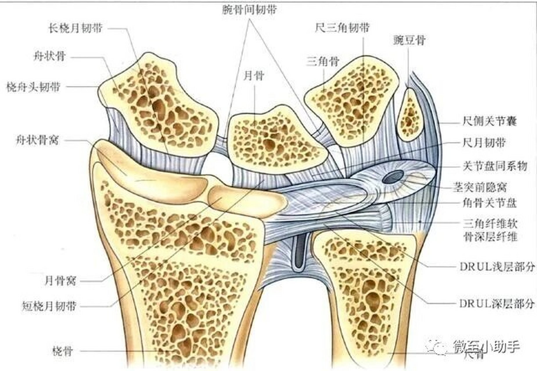 腕管结构图片