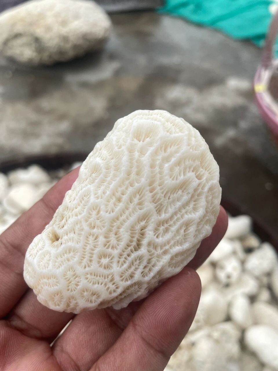 珊瑚石原石 批发,批发,批发