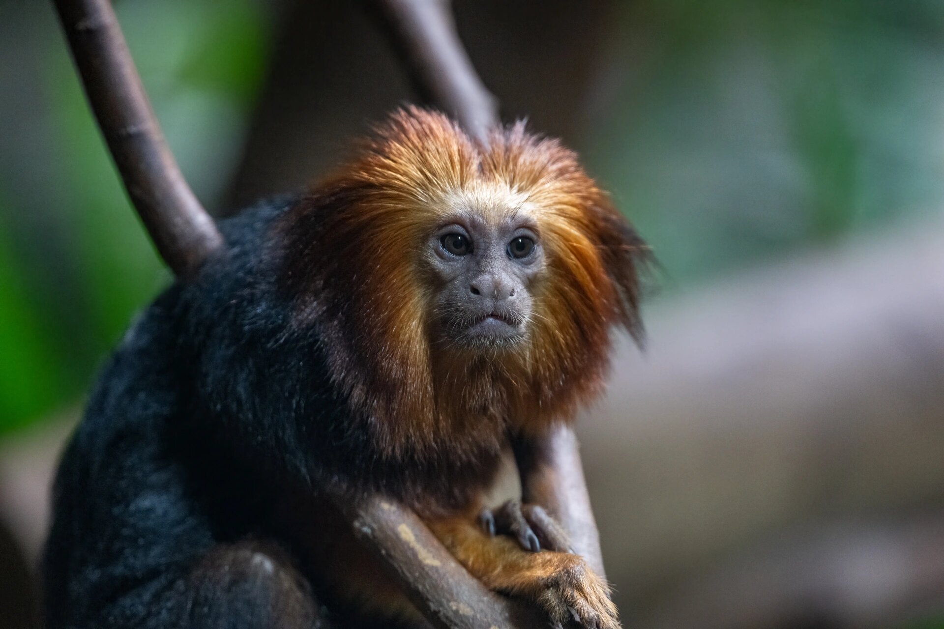 南京红山森林动物园丨猴子篇