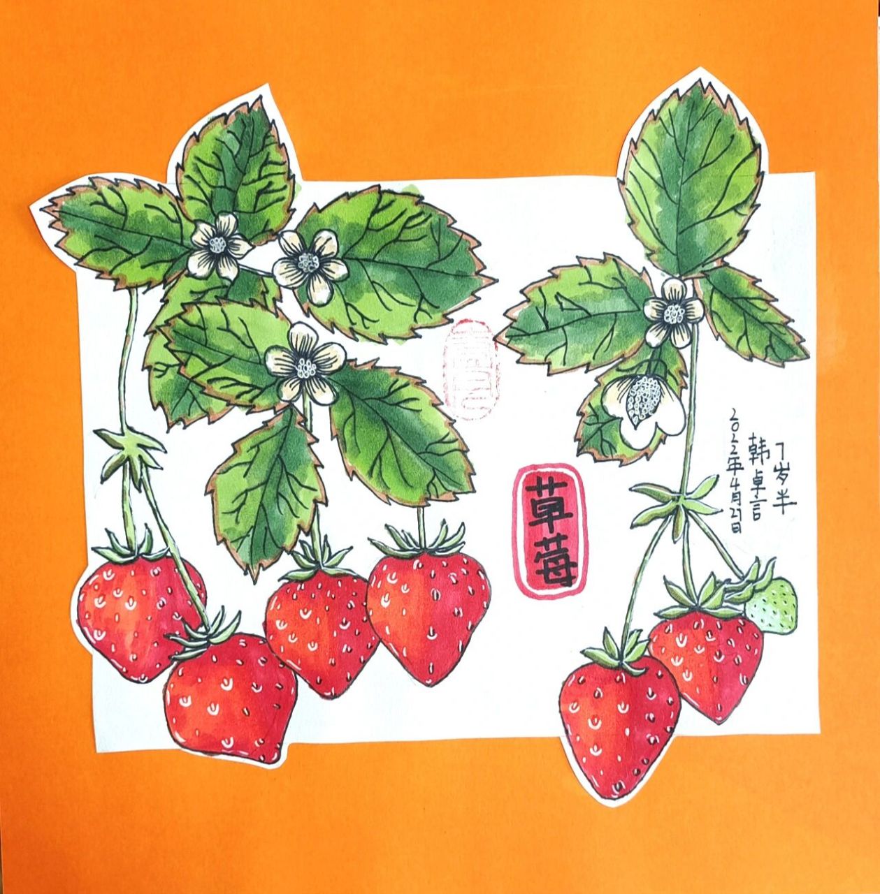 儿童绘画分享|《草莓》6-9岁绘画作品线描