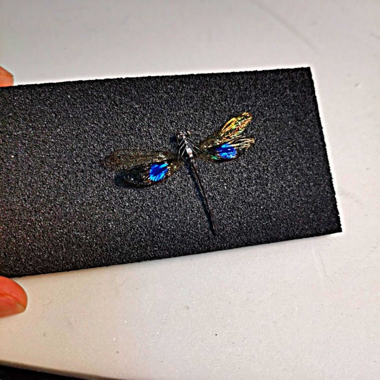 色蟌豆娘标本 一支来着国外的色蟌, 翅膀带有蓝色金属光泽 科普新知