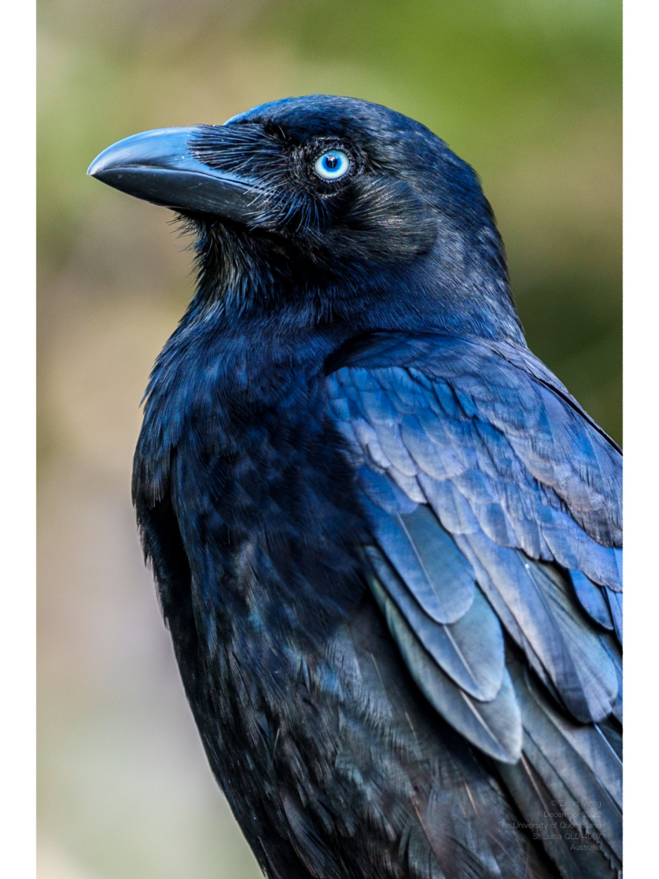 澳大利亚的乌鸦 所有五种澳大利亚本土鸦类都有光滑的黑色羽毛和白色