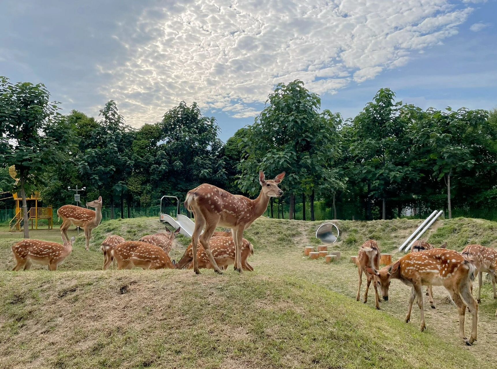 任丘|鹿小森亲子乐园 在里面玩了一天自带了垫子 小帐篷 一堆吃的喝的