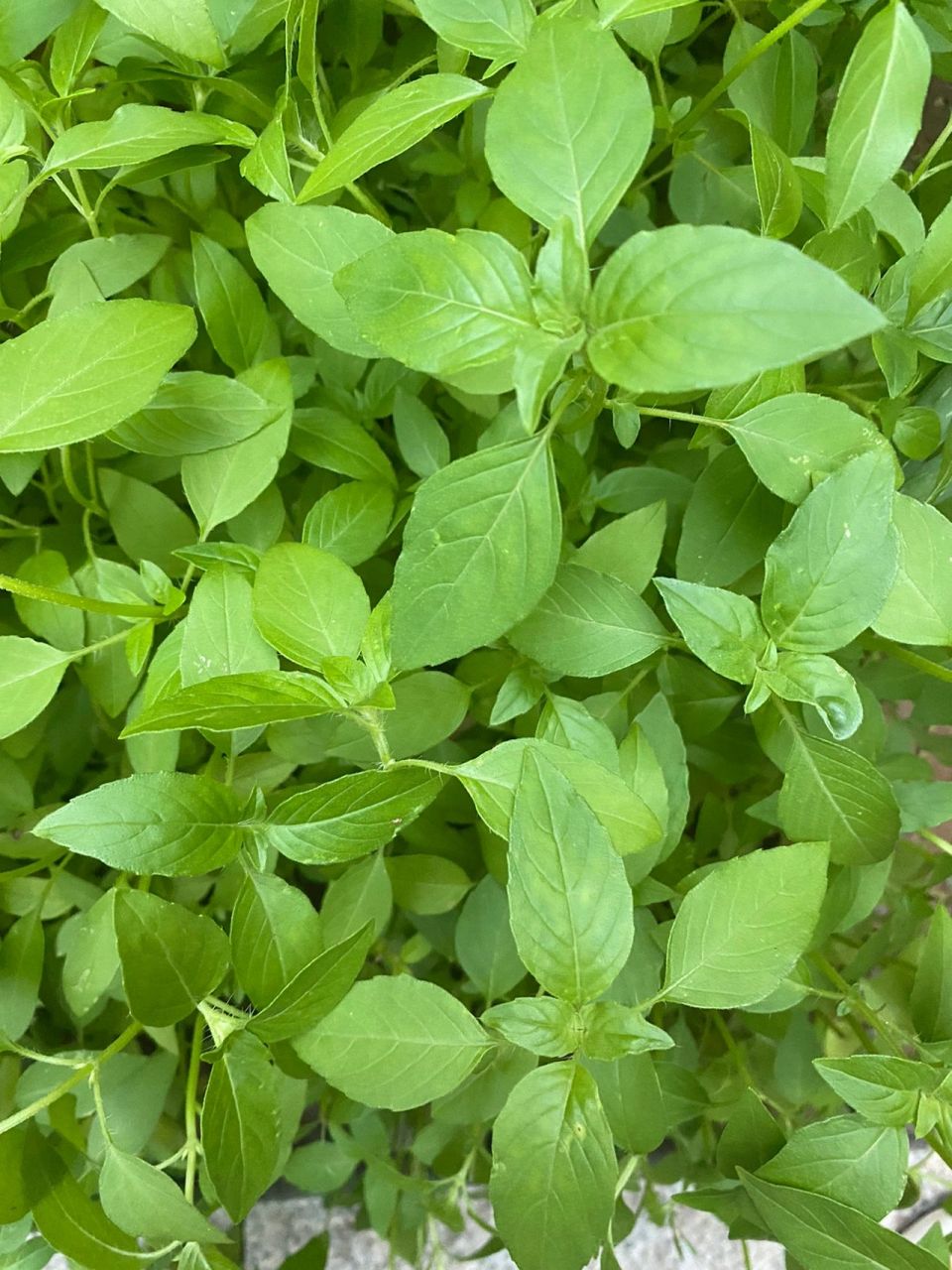 正宗的河南大叶荆芥,超爱 荆芥和香菜一样,应该都是爱的爱死,恨的恨死