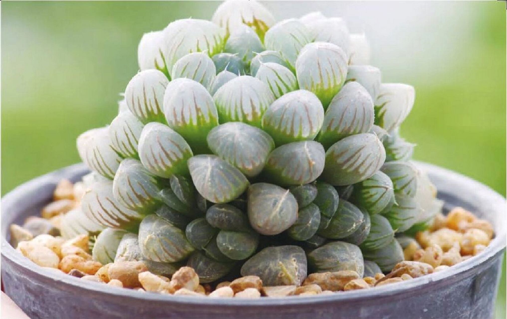 第66期|93玉露|每天认知一种多肉 94别名:绿玉杯 03科属:百合科