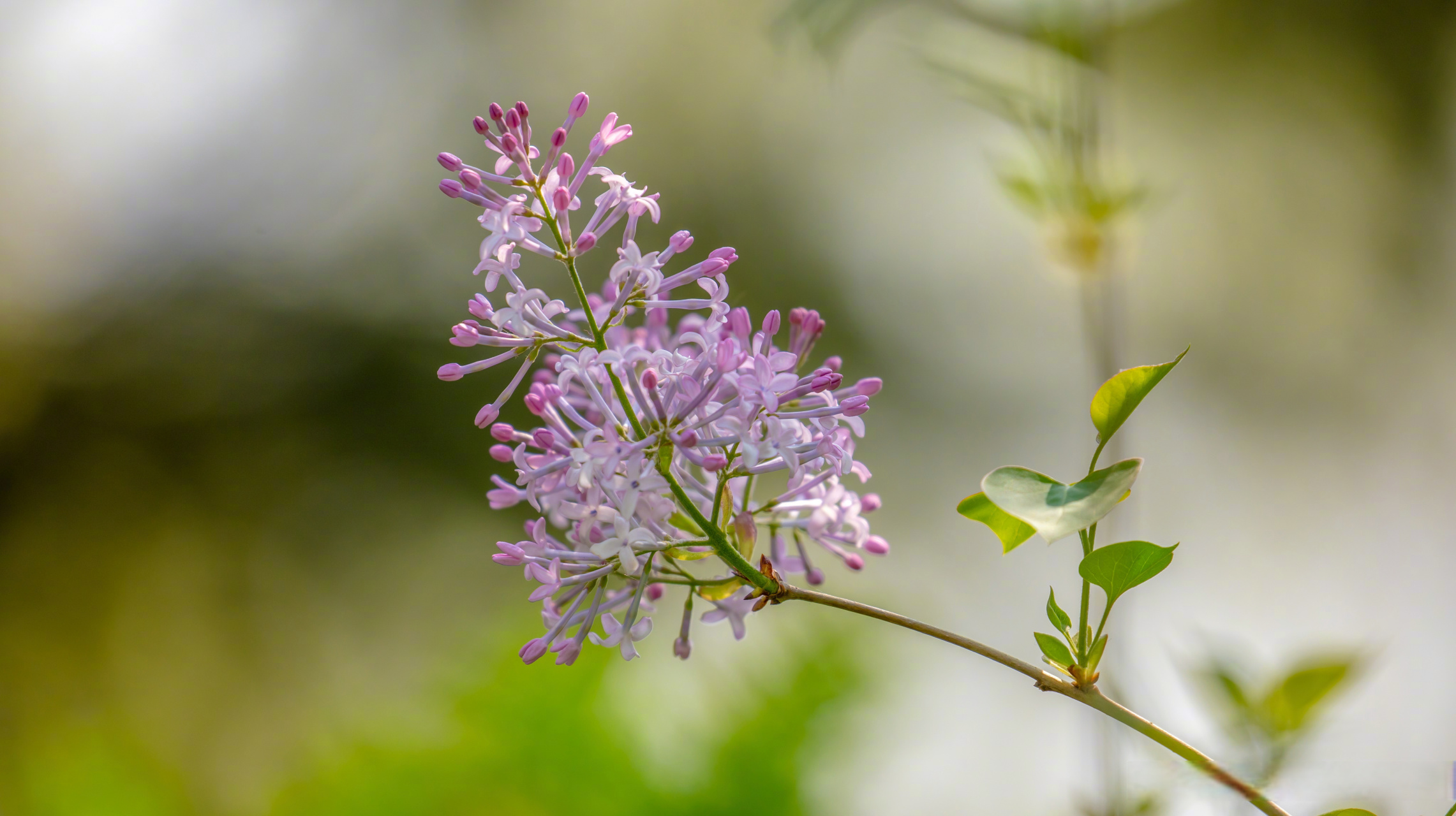 丁香花花瓣的形状图片