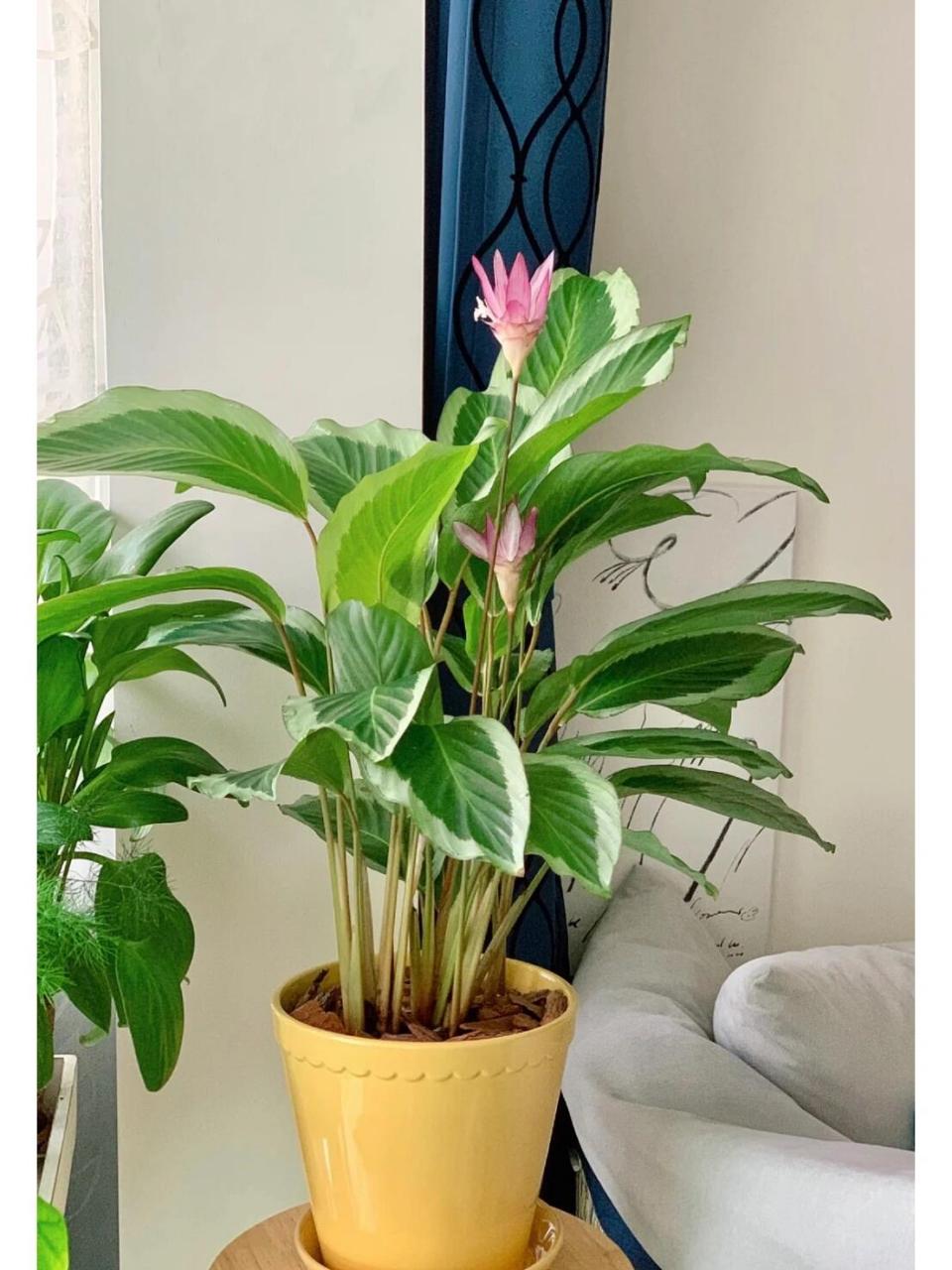 青莲竹芋 花期长(3个月还在开 )叶子美 科学家验证植物是有意识的