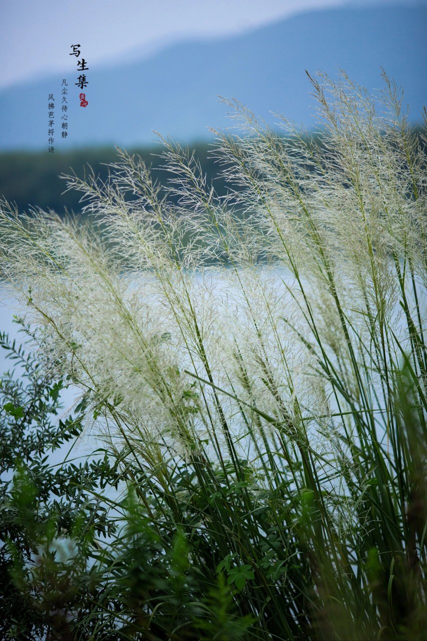 斑茅草图片图片