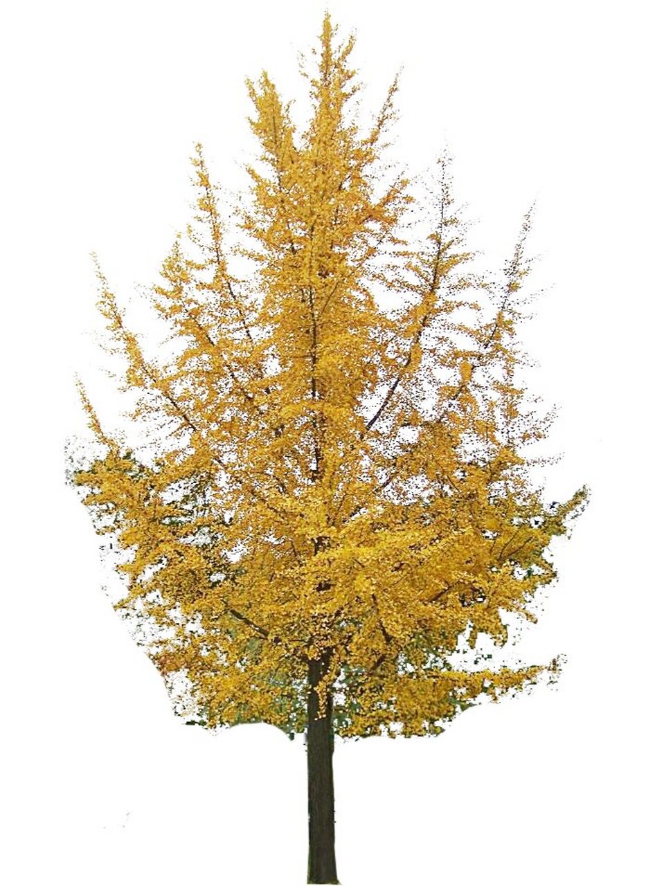 景观—植物—乔木—ps素材(银杏) 银杏 生长习性: 银杏生于海拔500