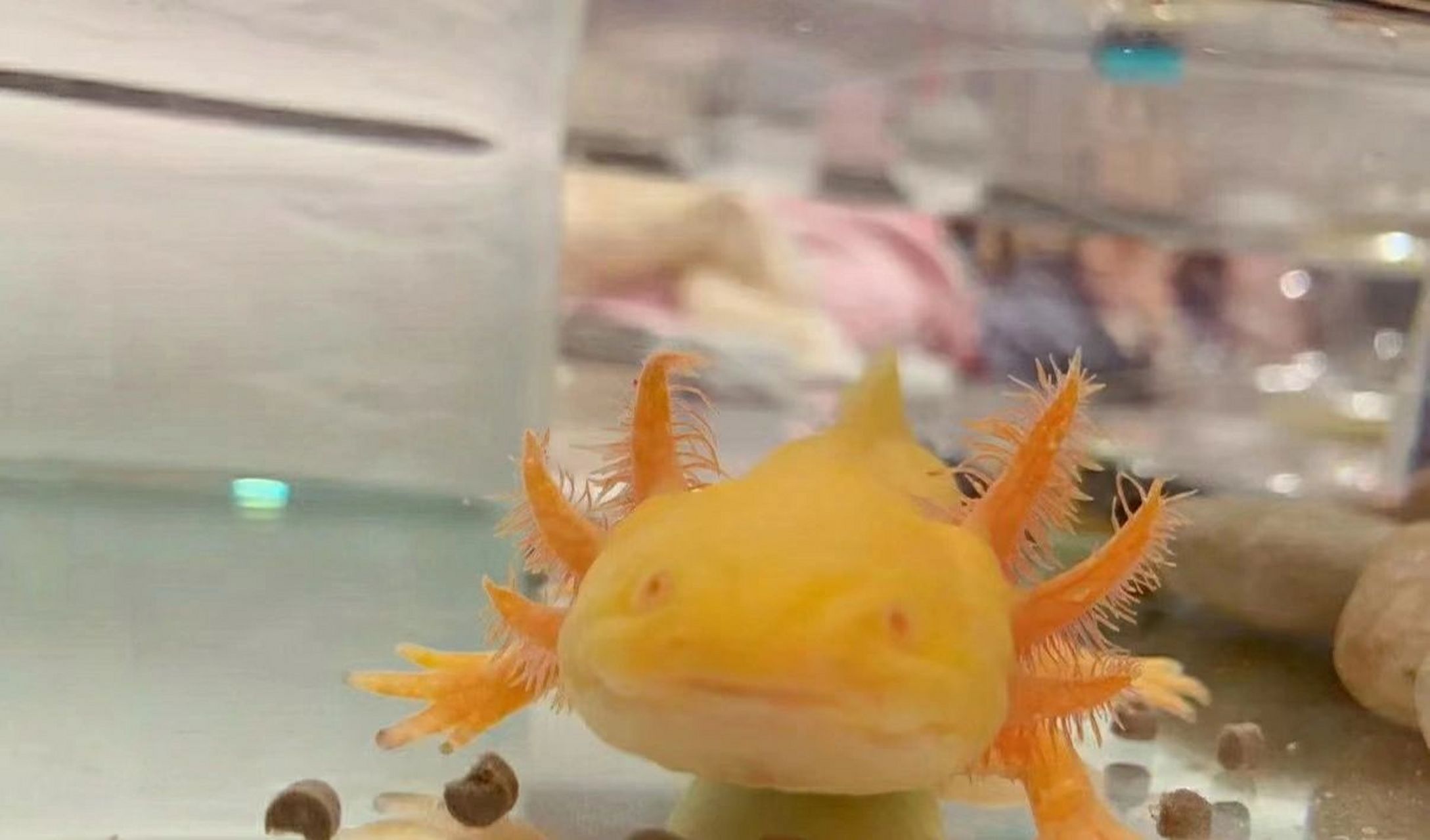 可可爱爱的六角恐龙鱼