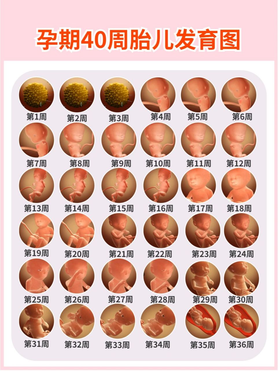 1-40周胎儿发育图图片