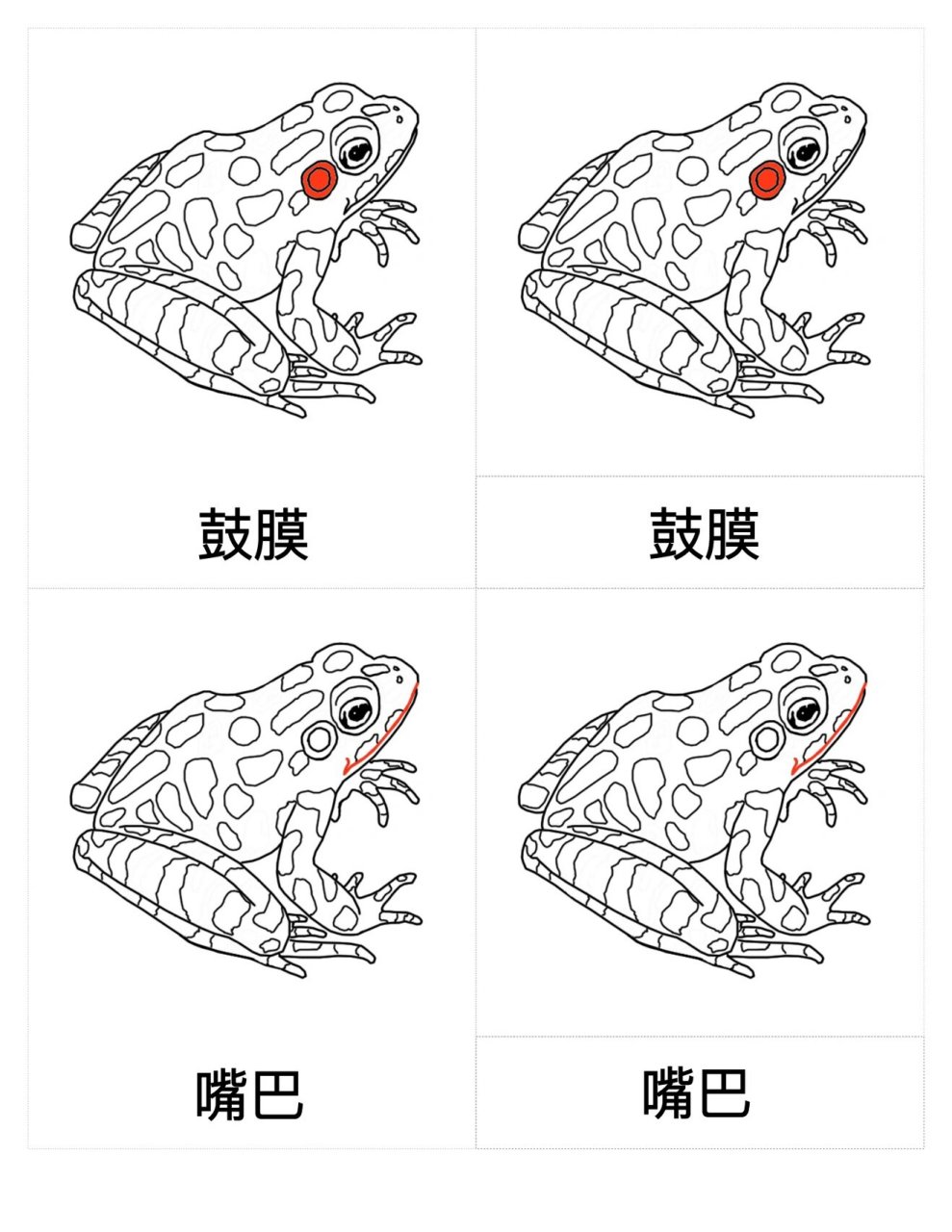 蒙特梭利"青蛙身体部位三段卡" 78完整版可直接打印使用