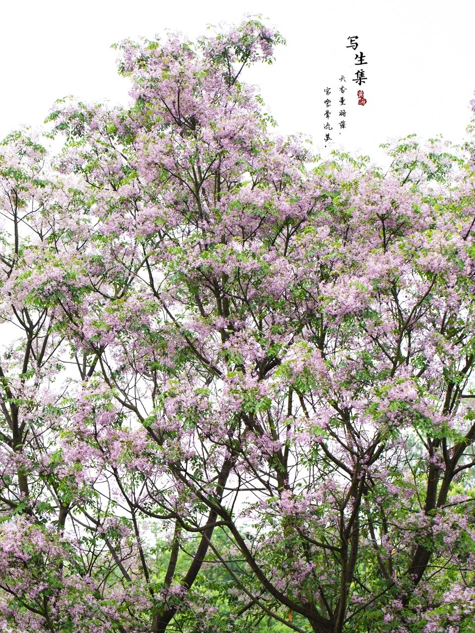 苦楝花的花语是: 望向远方,只为一眼就能看见,人海中你温暖