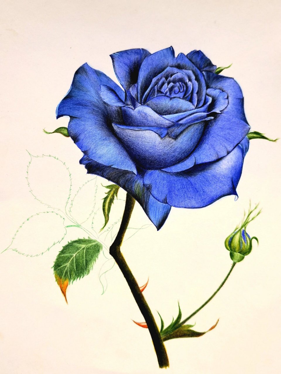 彩铅玫瑰花 这幅蓝色的玫瑰花,应该是有一个忧郁的灵魂,为何画她的