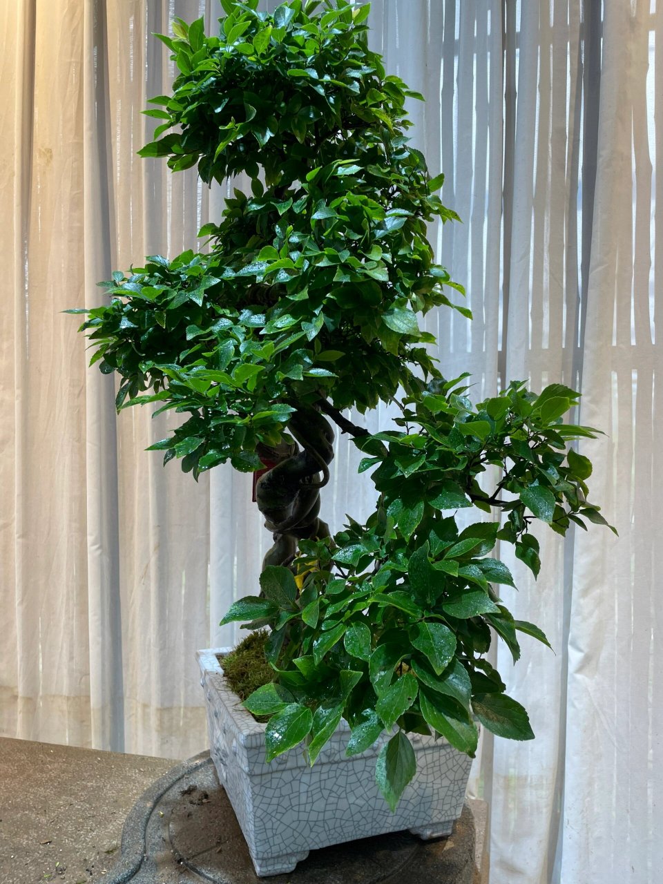 朴树又称相思树～ 1,光温环境:朴树是常见的喜阳植物,在生长阶段一般