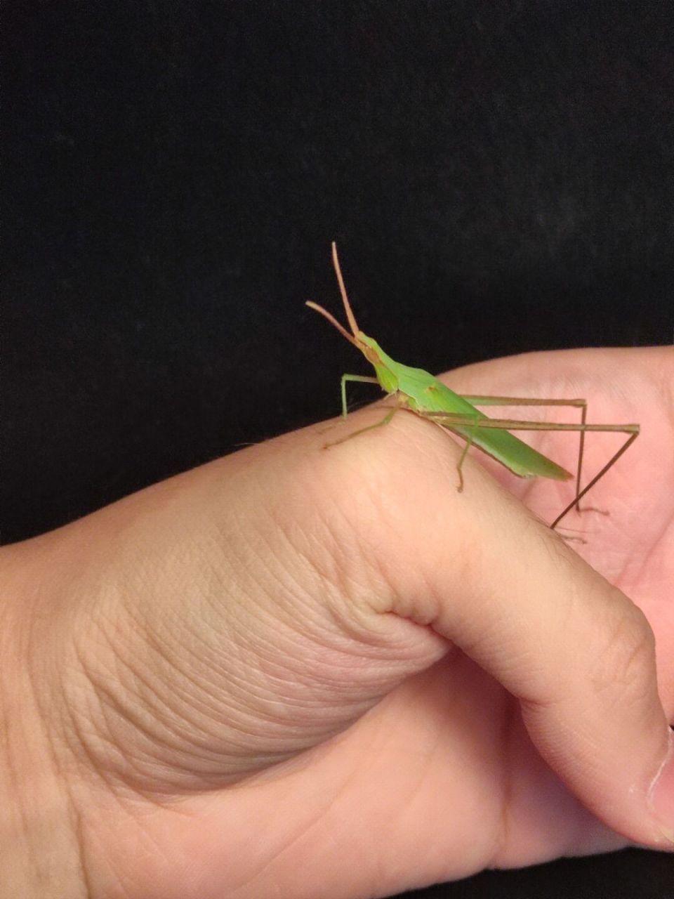 中华剑角蝗是直翅目剑角蝗科剑角蝗属昆虫, 别称中华蚱蜢.