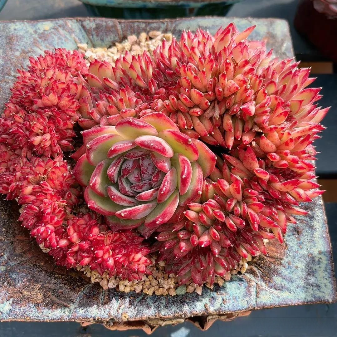 今日分享一组漂亮的多肉缀化 1.牡丹亭缀  2