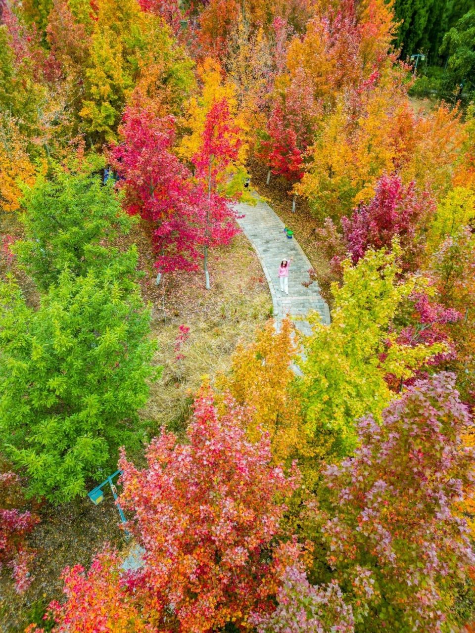 050505秋天一定在这里,昆明海口林场,红色,黄色的枫叶93加着