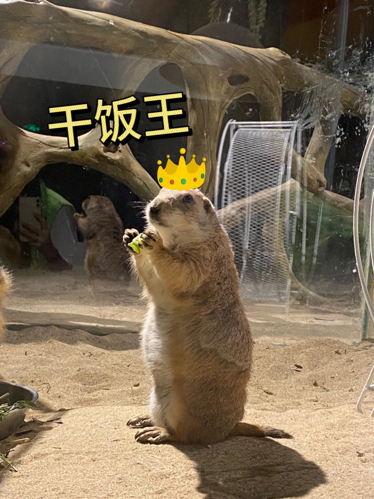 你有详细了解过网红土拨鼠吗 网络表情包大户人家——土拨鼠 一直叫