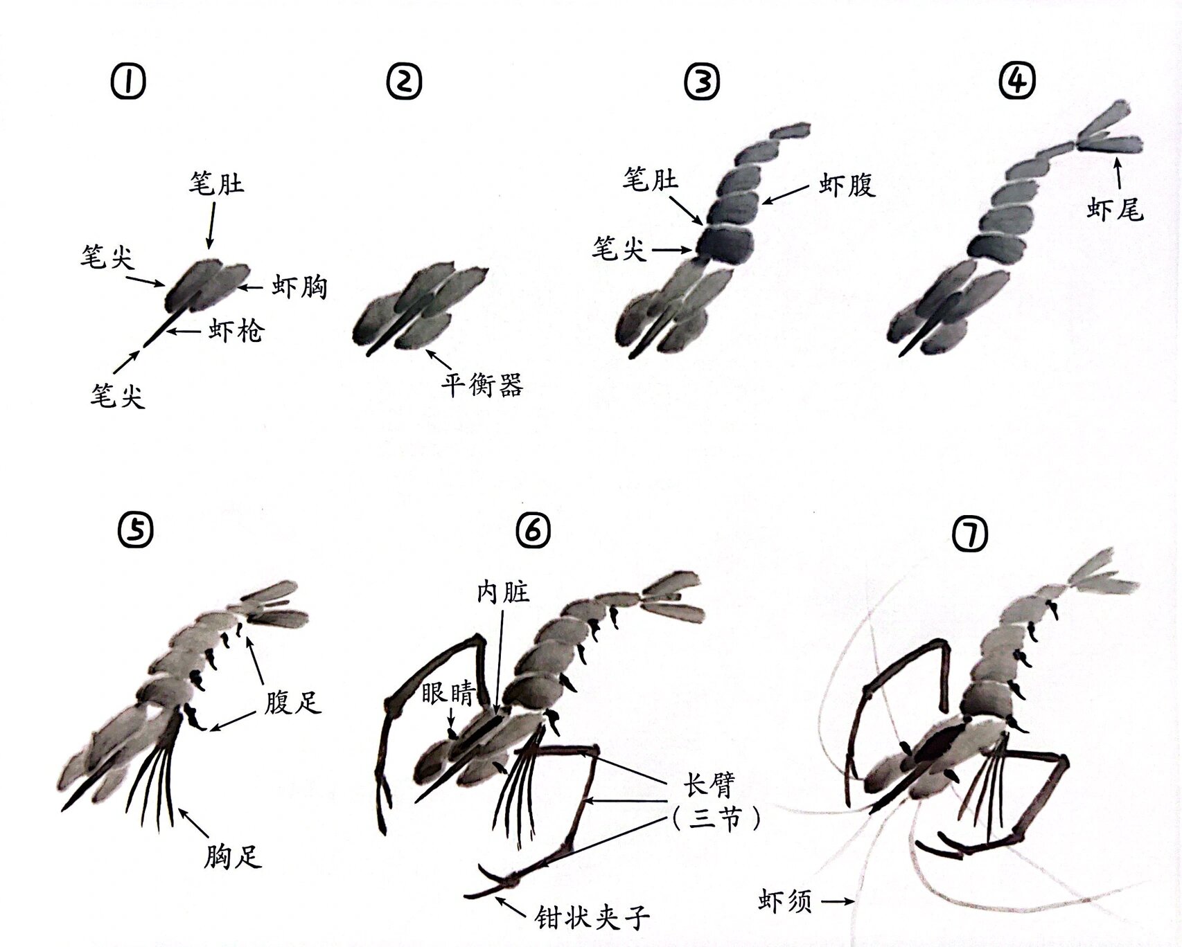 初级国画鱼虫篇—墨虾 墨虾的画法 1.