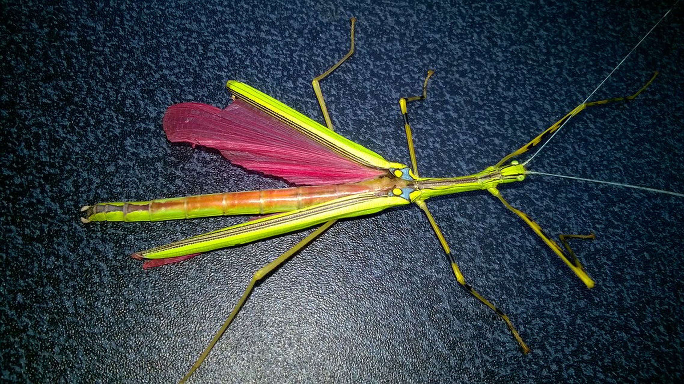 粉红色的竹节虫 拉丁名: necroscia annulipes 马来西亚环纹死灵 来自