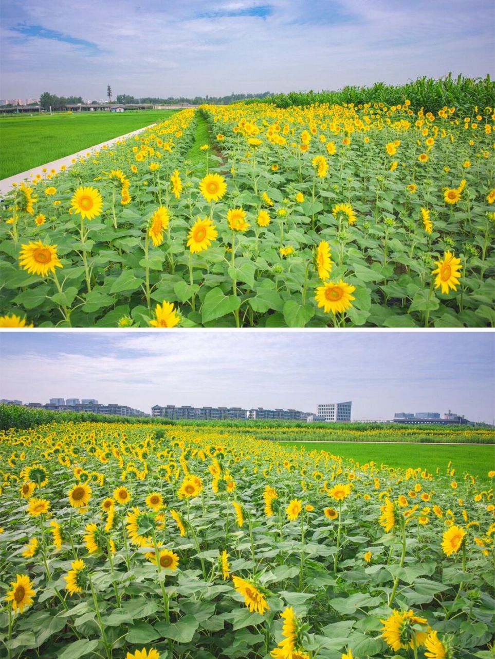 三元地铁站,绕城绿道的向日葵稻田网红地! 拍于2023.7.15周六.