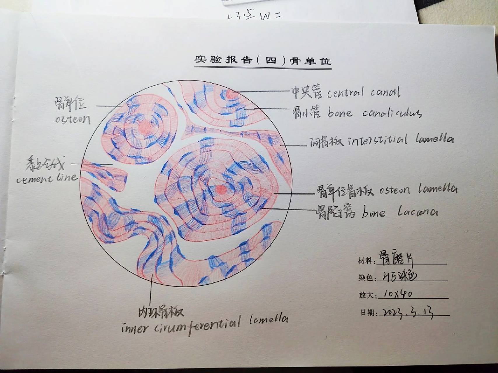 骨单位红蓝铅笔绘图 骨单位红蓝铅笔绘图