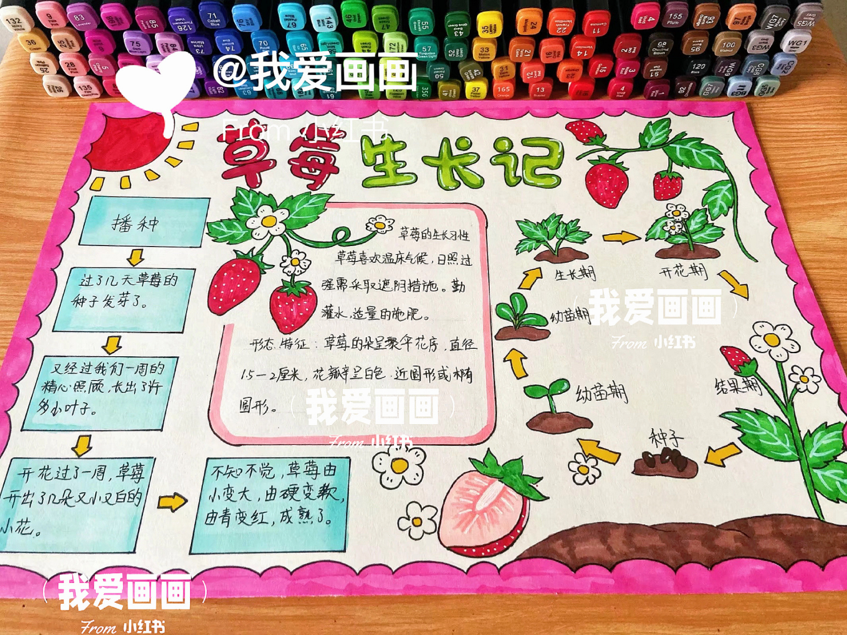 草莓生长记 自然笔记 植物生长过程手抄报,草莓成长观察记录绘画小报.