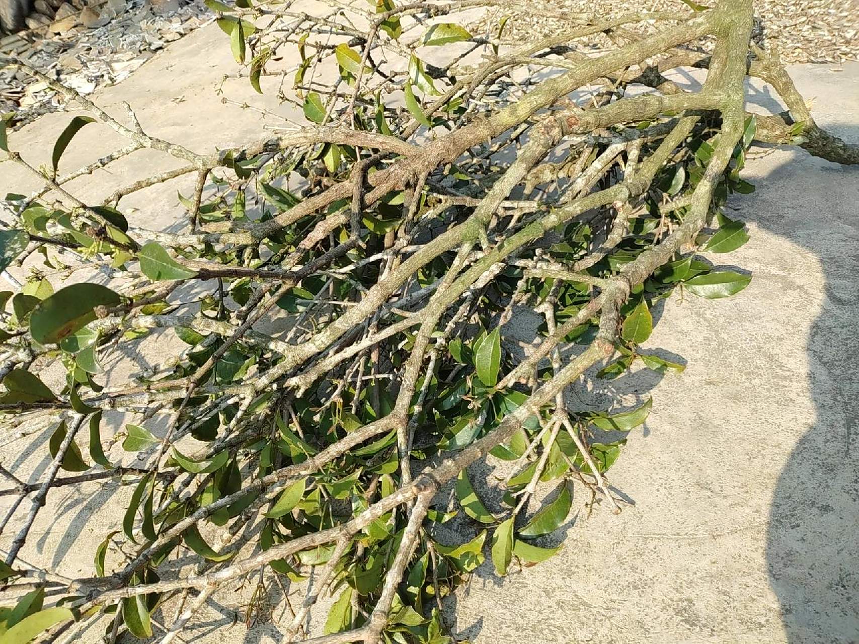 黄皮树寄生(22)本土原生中草药材    黄皮树寄生(22)本土原生中草药材